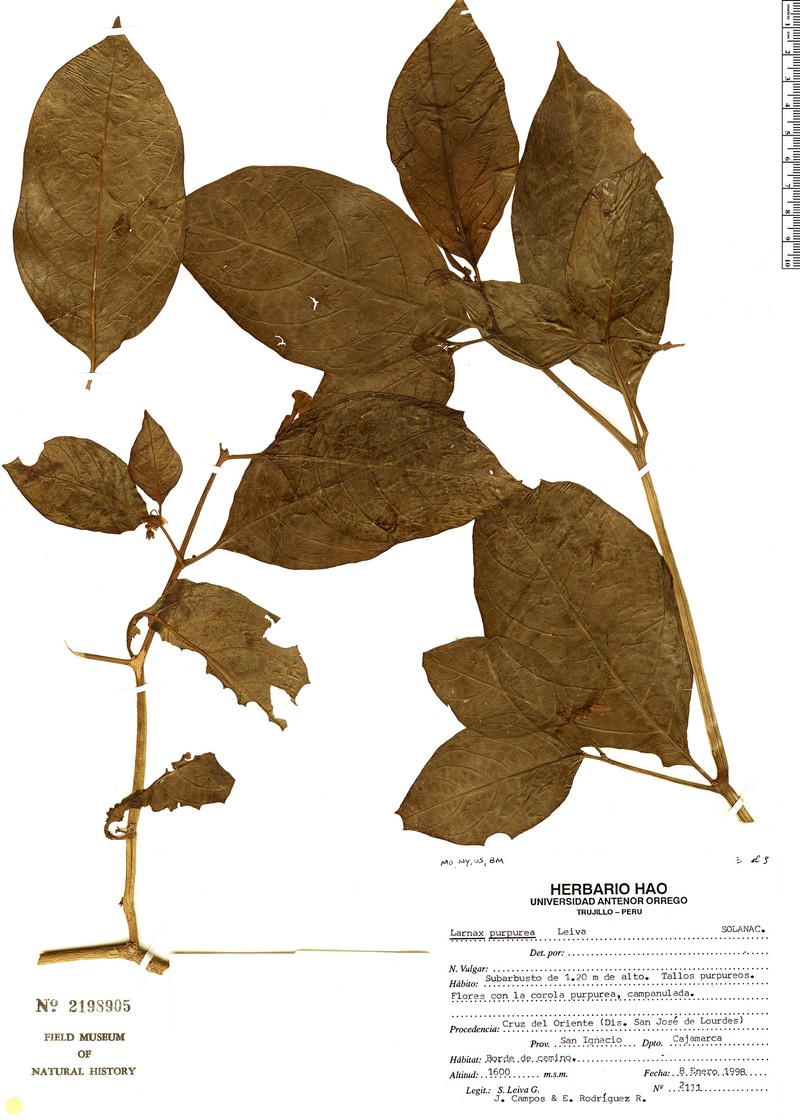 Deprea purpurea photo 5