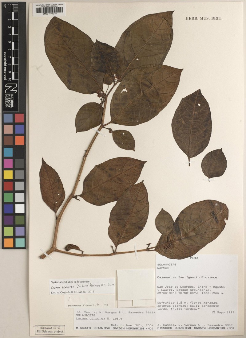 Deprea purpurea photo 6