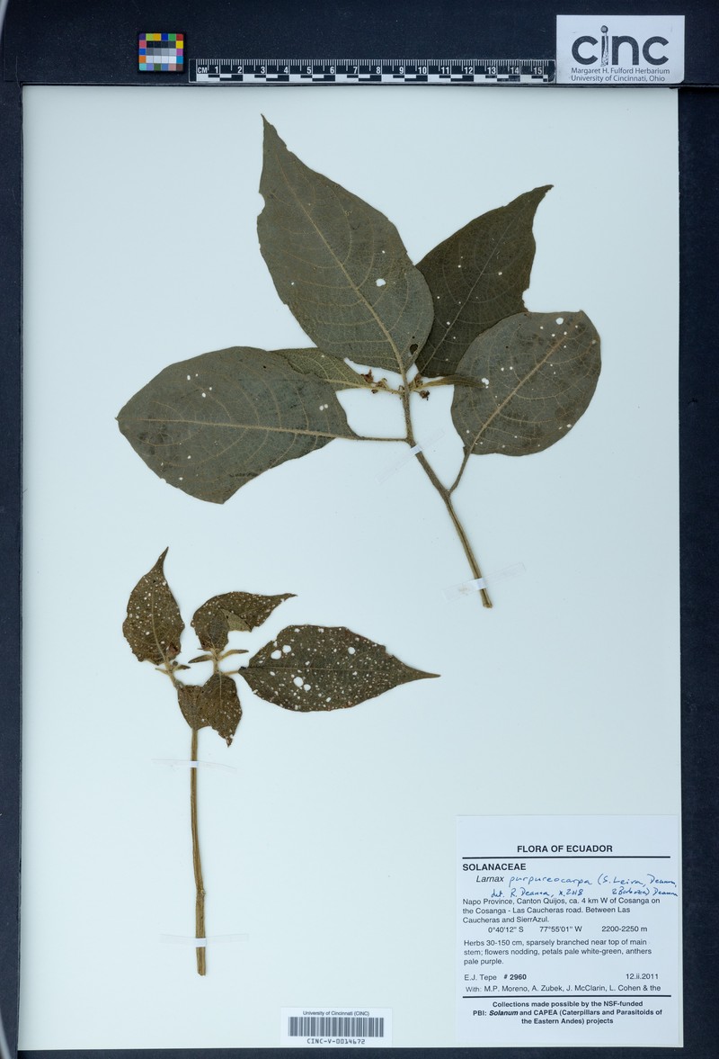 Deprea purpureocarpa