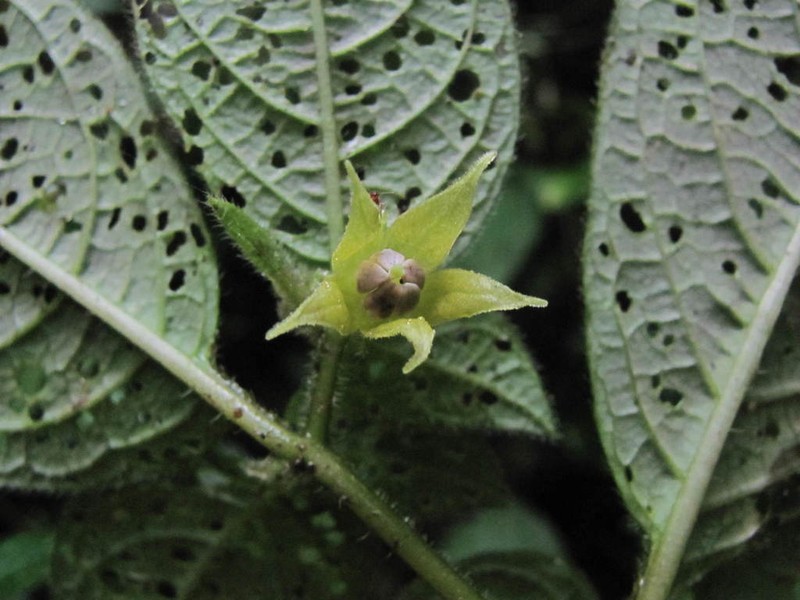 Deprea sachapapa
