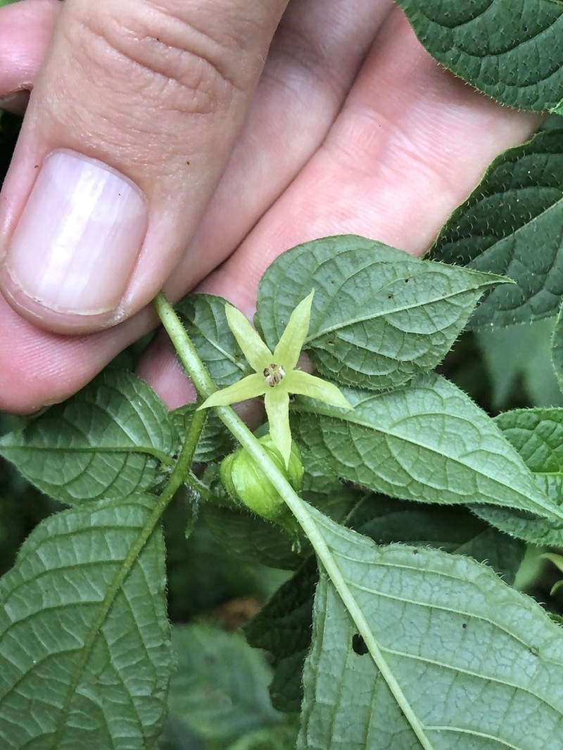 Deprea sachapapa photo 2