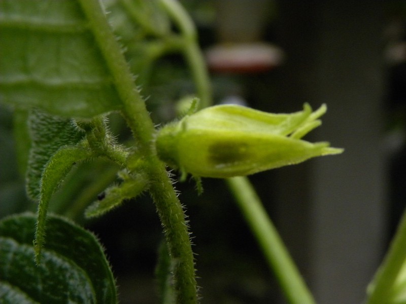 Deprea sachapapa photo 3