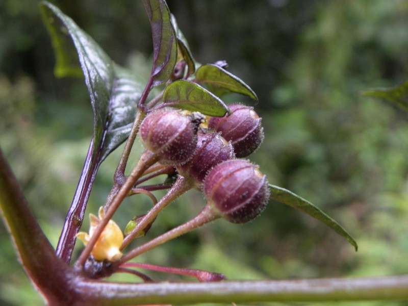 Deprea sawyeriana