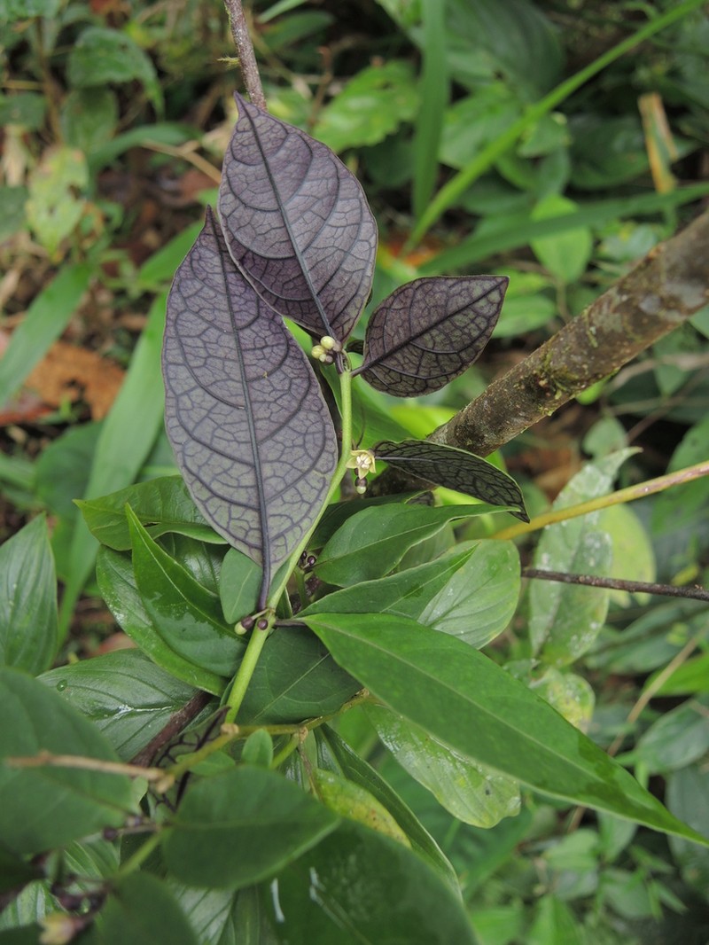 Deprea sawyeriana photo 2