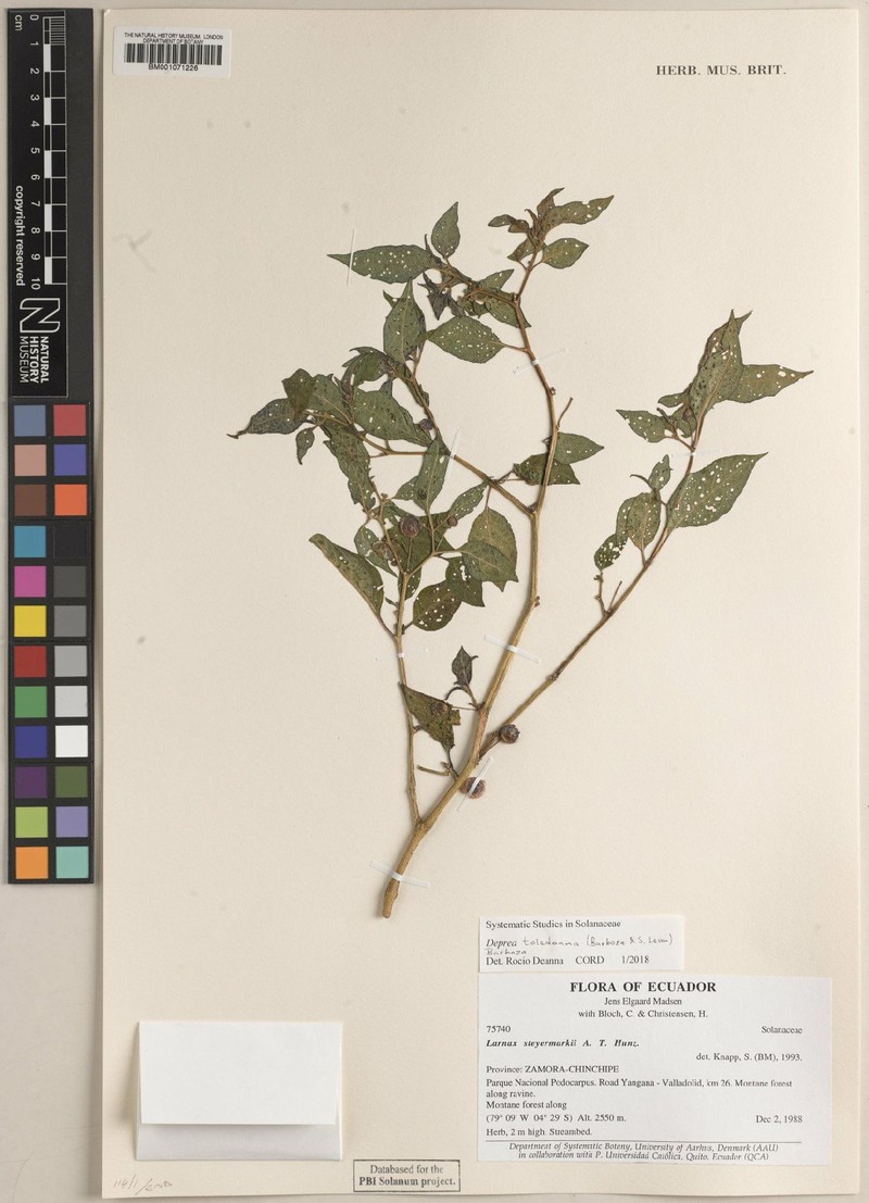 Deprea steyermarkii