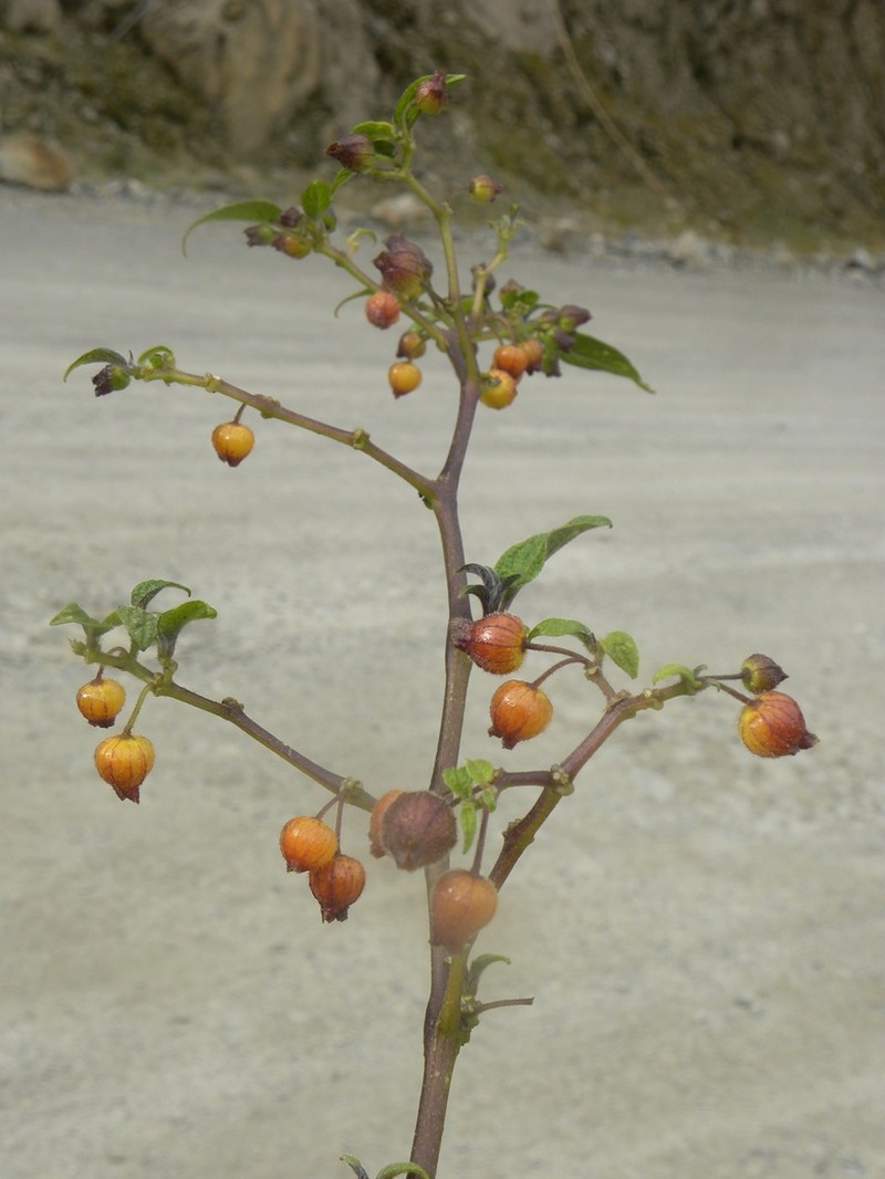 Deprea toledoana