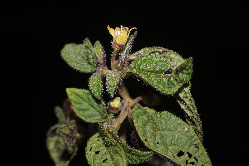 Deprea toledoana photo 3