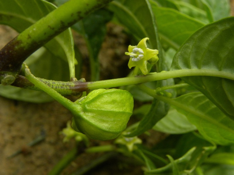 Deprea vasquezii