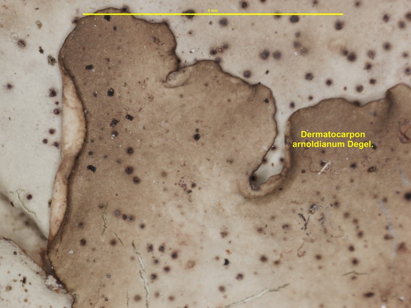 Arnold's Silverskin Lichen