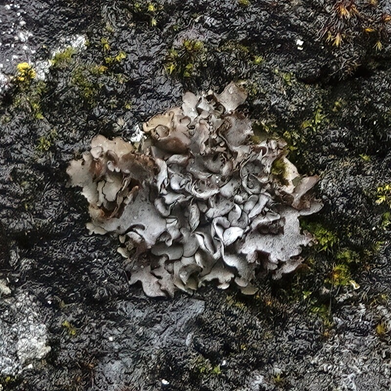 Intestine Silverskin Lichen