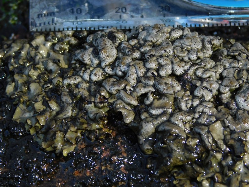 Intestine Silverskin Lichen photo 2
