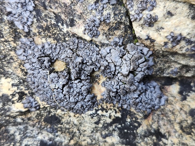 Intestine Silverskin Lichen photo 3
