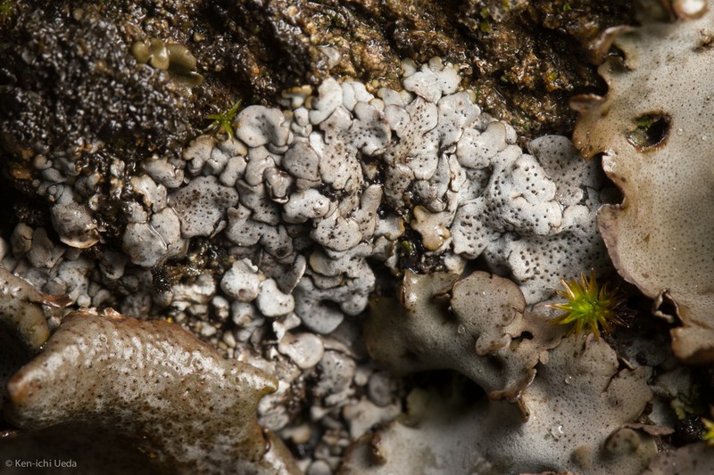 Intestine Silverskin Lichen photo 4