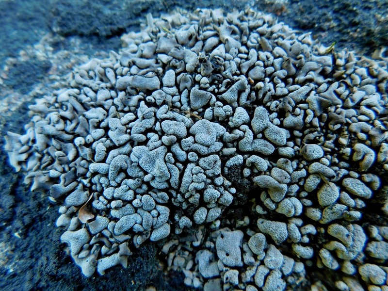 Intestine Silverskin Lichen photo 5