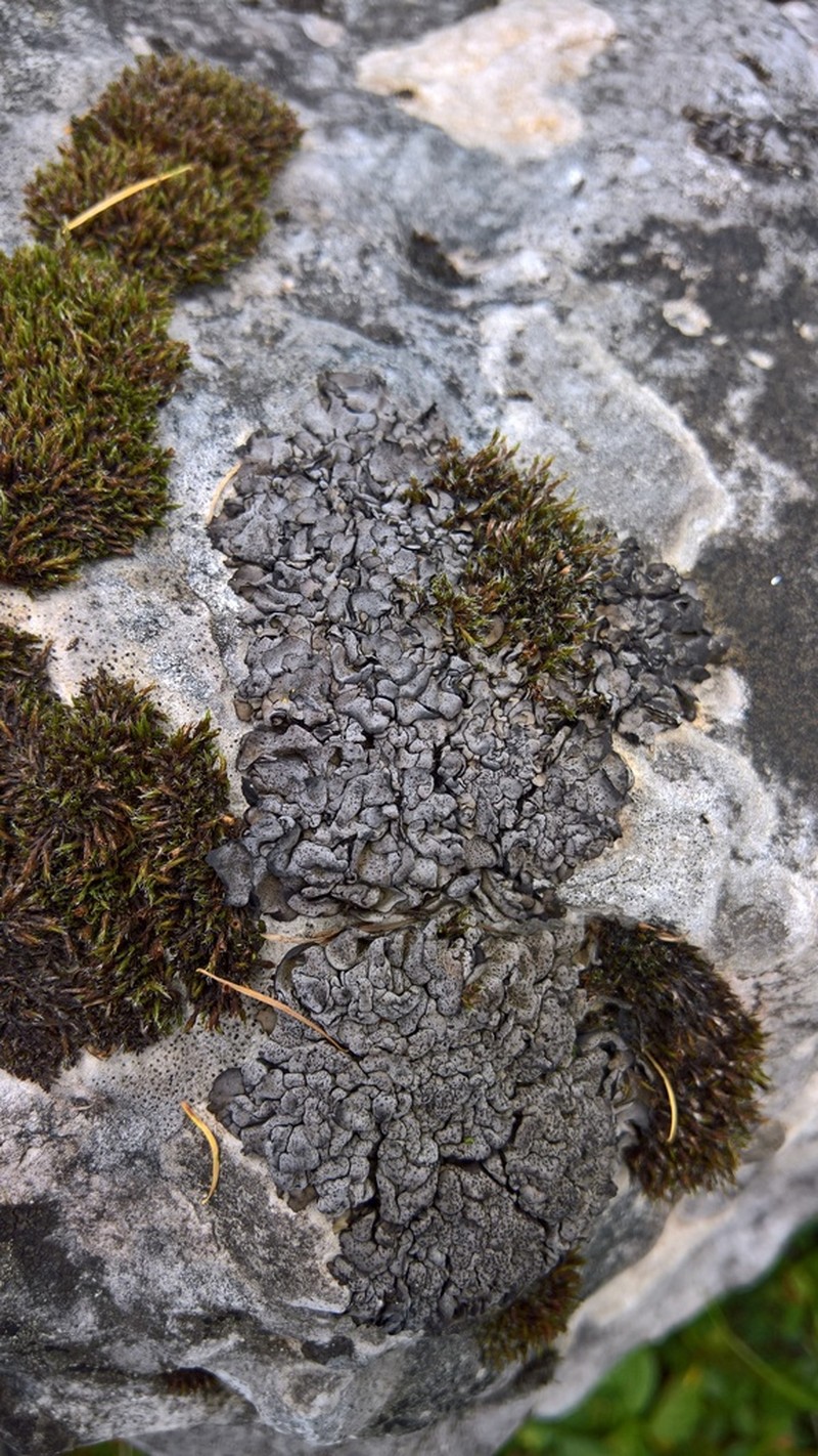 Intestine Silverskin Lichen photo 6