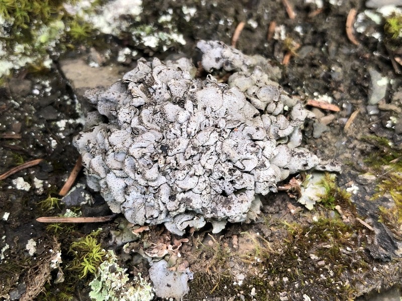 Intestine Silverskin Lichen photo 7