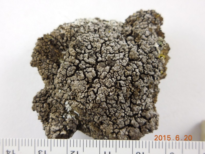 Intestine Silverskin Lichen photo 8