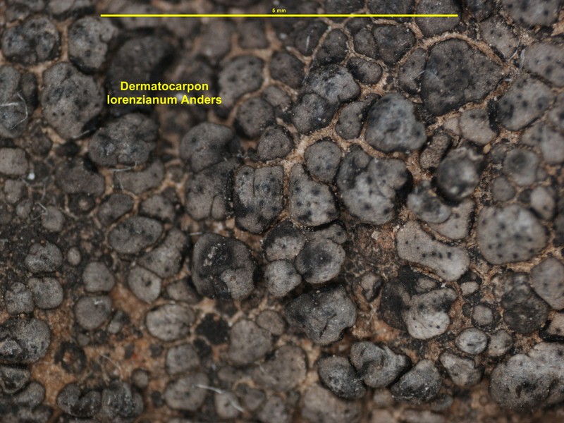 Dermatocarpon lorenzianum