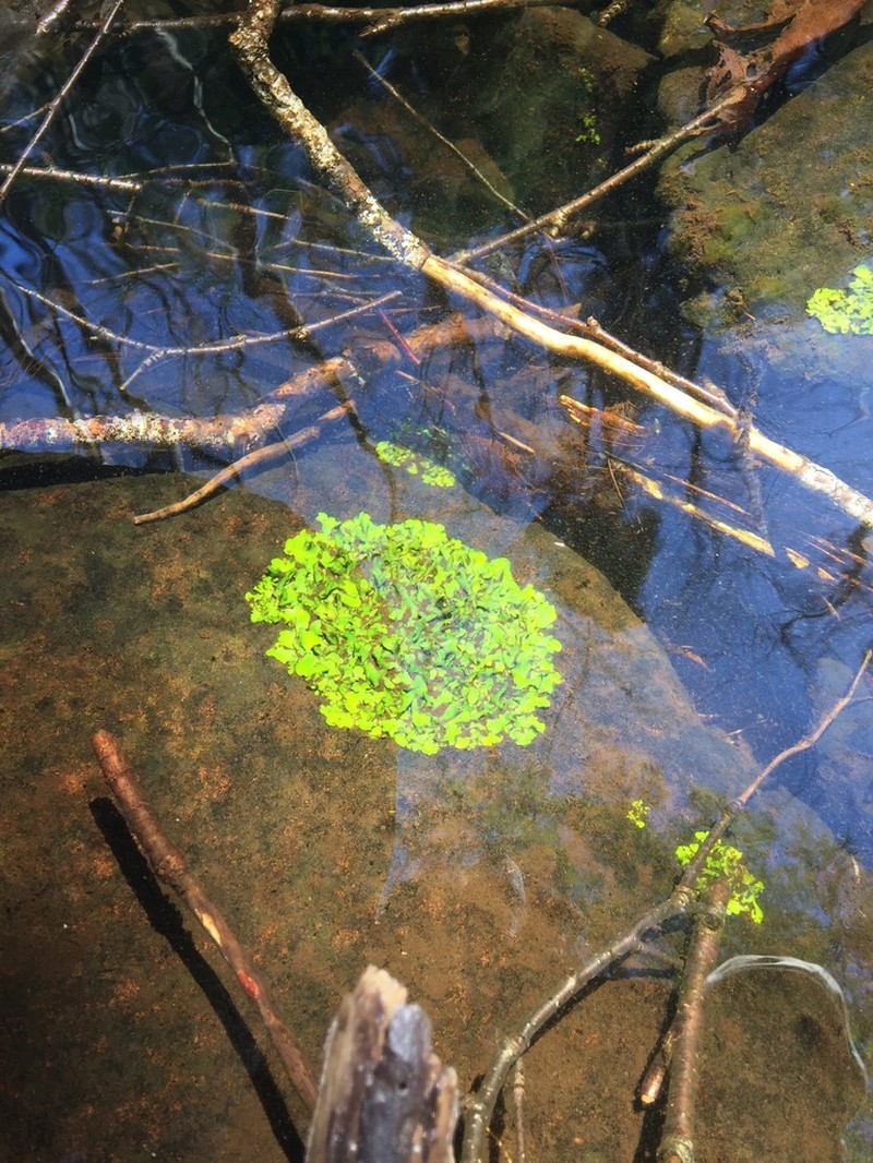 Silverskin Lichen