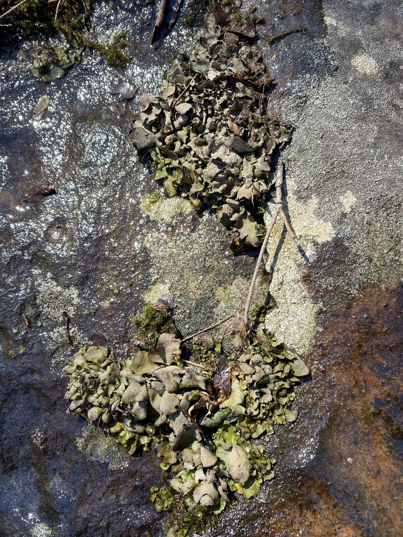 Silverskin Lichen photo 2