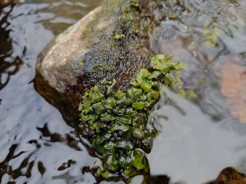 Silverskin Lichen photo 3