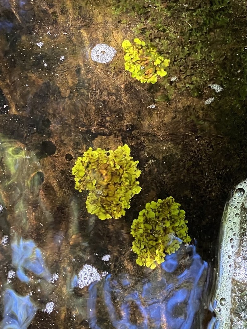 Silverskin Lichen photo 4