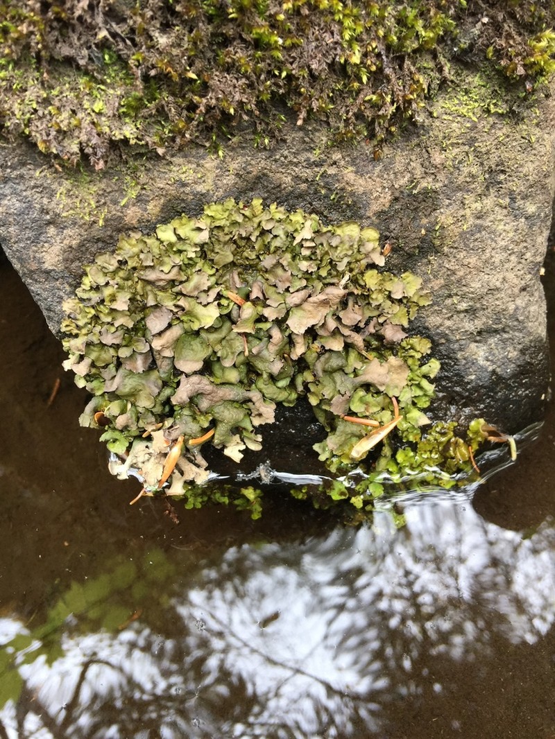Silverskin Lichen photo 5