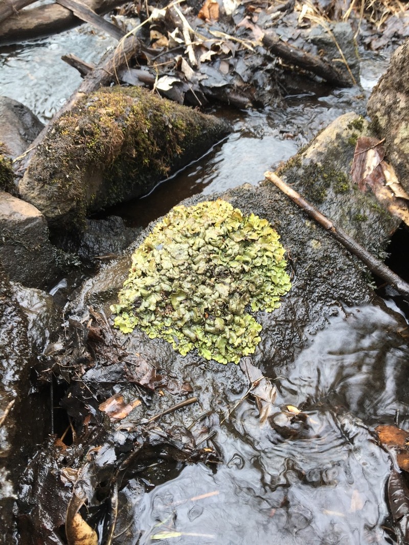 Silverskin Lichen photo 6