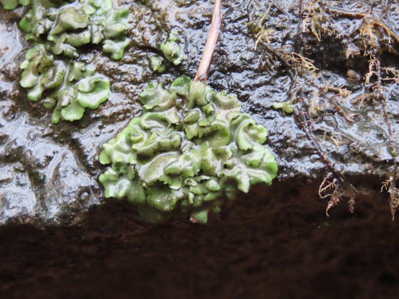 Silverskin Lichen photo 7
