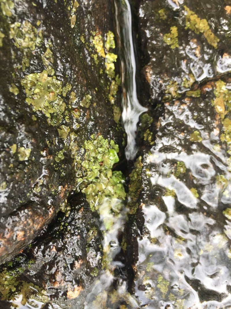 Silverskin Lichen photo 8