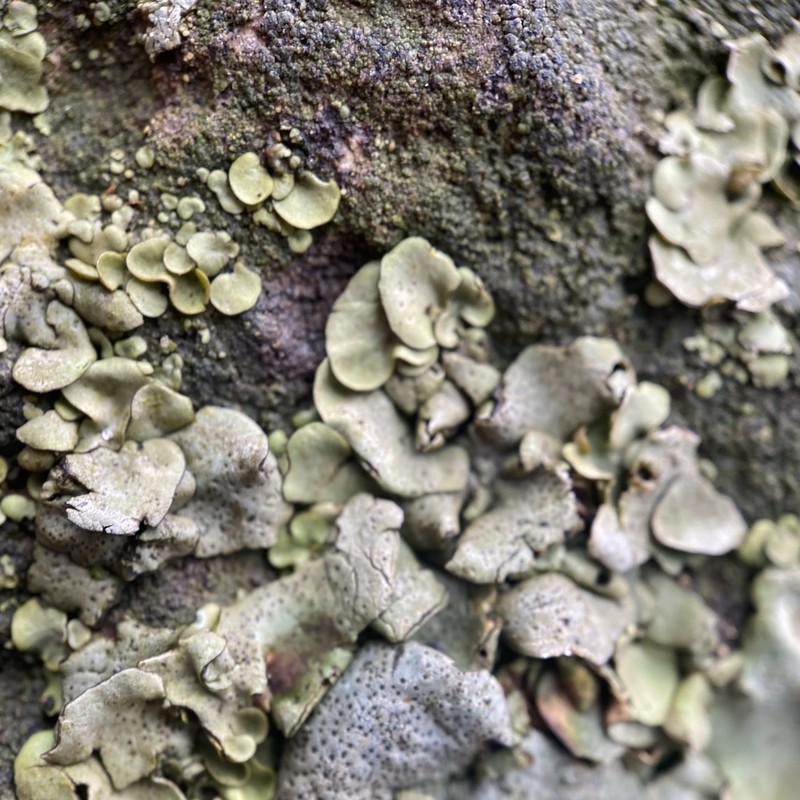 Silverskin Lichen