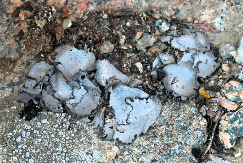 Silverskin Lichen photo 3