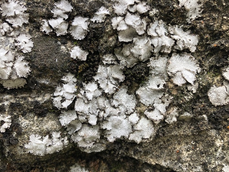Silverskin Lichen photo 4