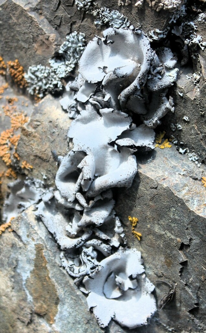 Silverskin Lichen photo 5