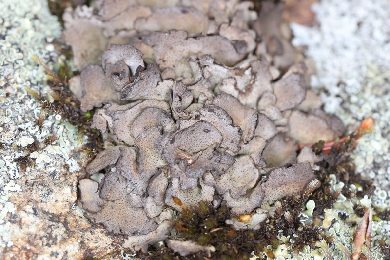 Silverskin Lichen photo 6