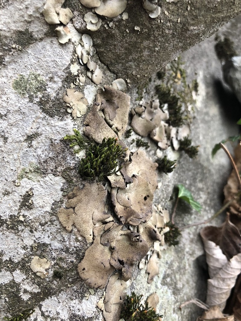Silverskin Lichen photo 7