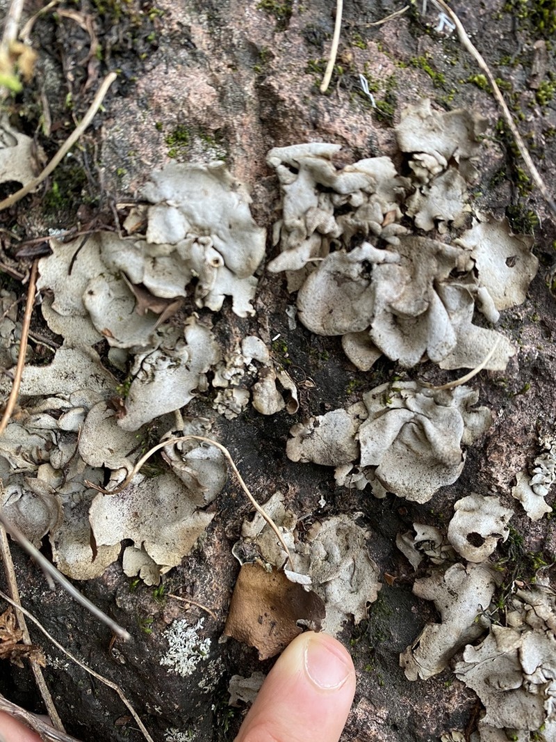 Silverskin Lichen photo 8