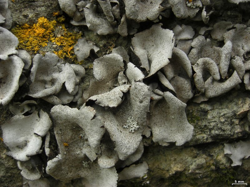 Moulins' Silverskin Lichen