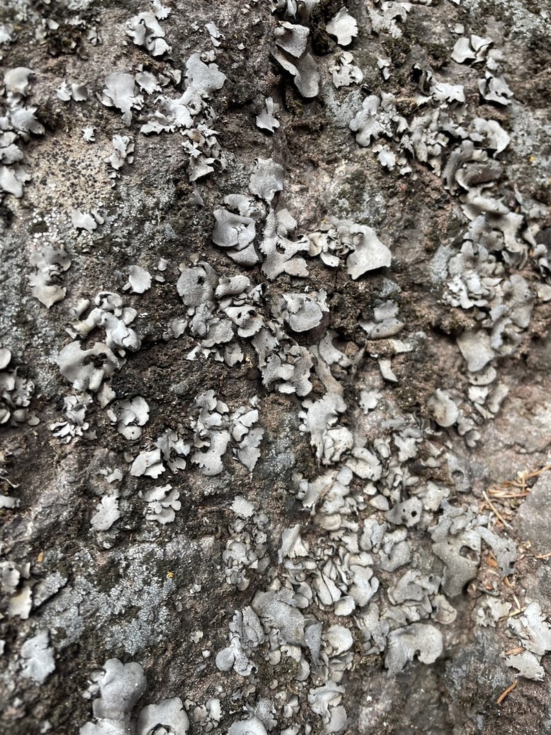 Moulins' Silverskin Lichen