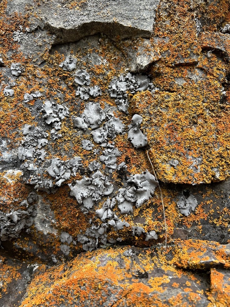 Moulins' Silverskin Lichen photo 2