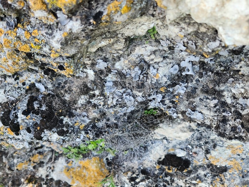 Moulins' Silverskin Lichen photo 3