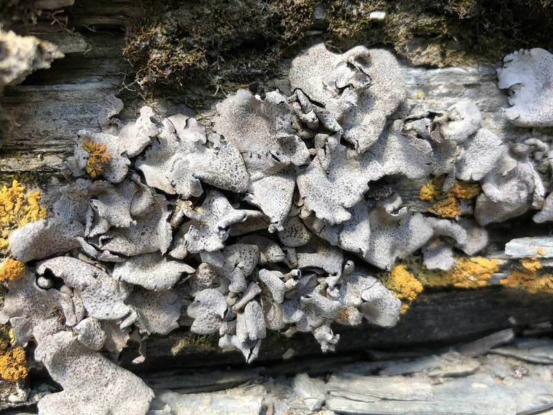 Moulins' Silverskin Lichen photo 4