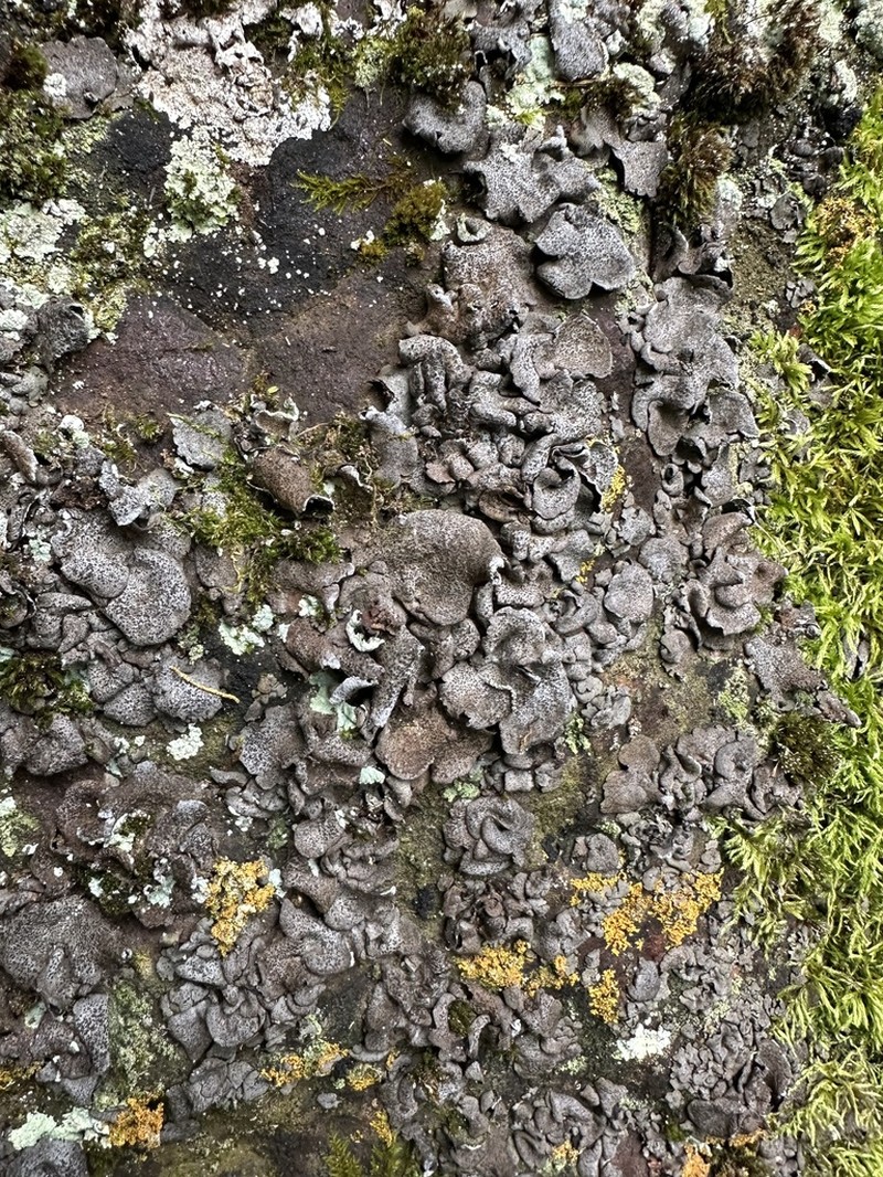 Moulins' Silverskin Lichen photo 5