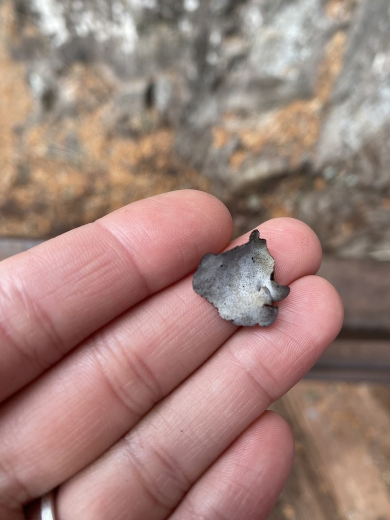 Moulins' Silverskin Lichen photo 6