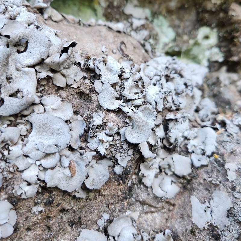 Moulins' Silverskin Lichen photo 7