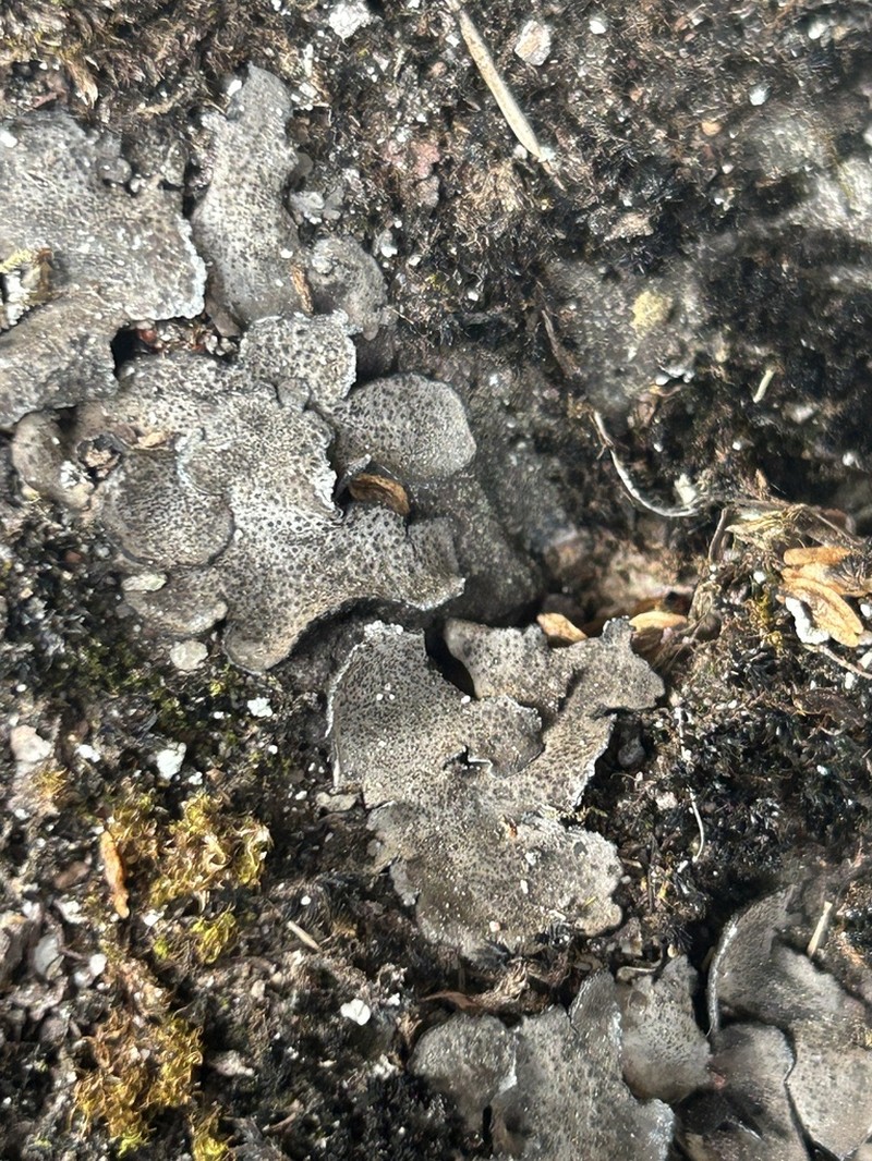 Moulins' Silverskin Lichen photo 8