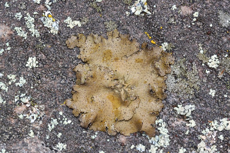 Reticulate Silverskin Lichen