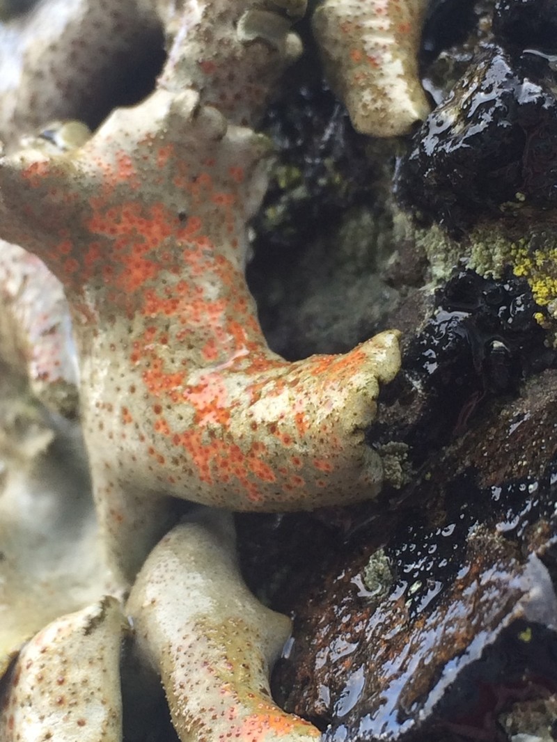 Reticulate Silverskin Lichen