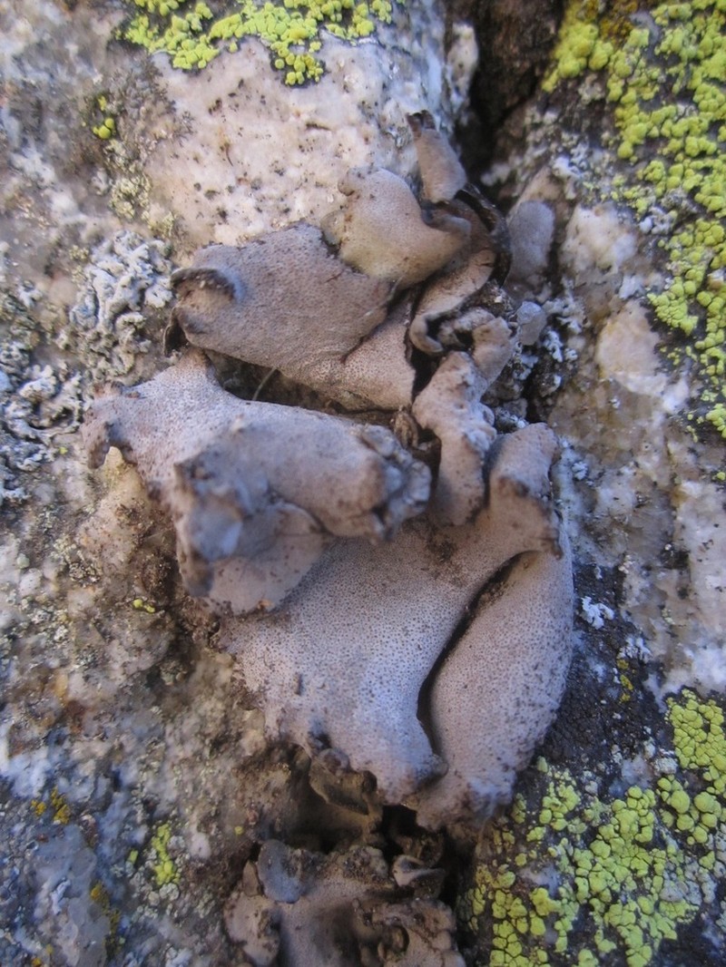 Reticulate Silverskin Lichen photo 2