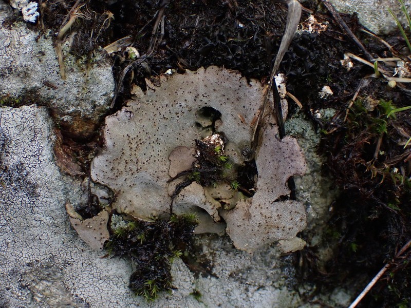 Reticulate Silverskin Lichen photo 3